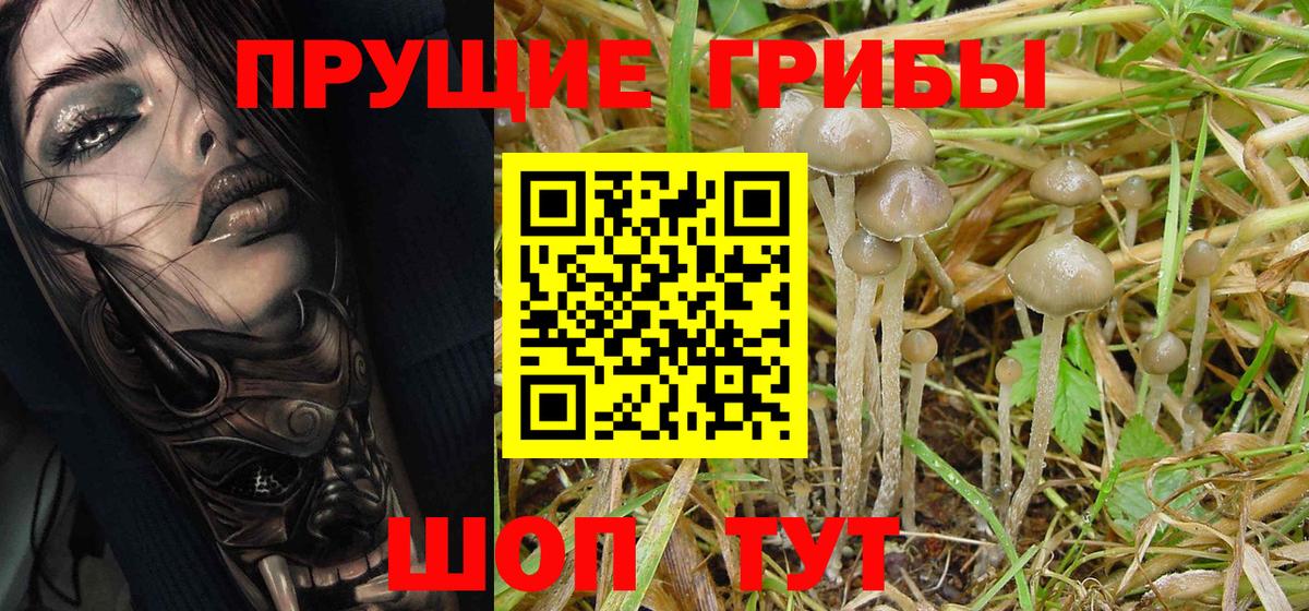 где можно купить наркотик  Псилоцибиновые грибы Psilocybe  Вход с VPN  Котовск  Галлюциногенные грибы мицелий 